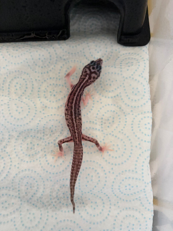 Baby leopard geckos loads of different morphs