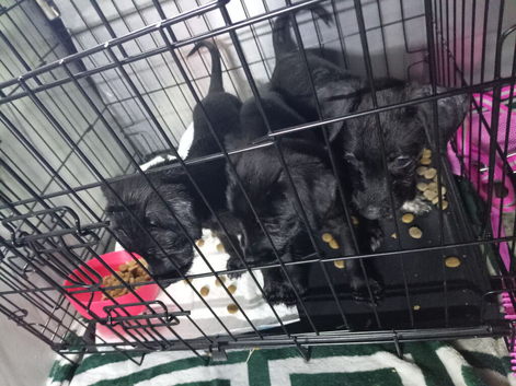 Puppies for sale