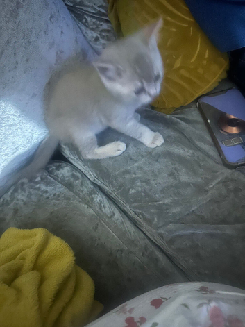 Kitten