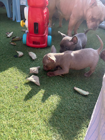 Micro bully