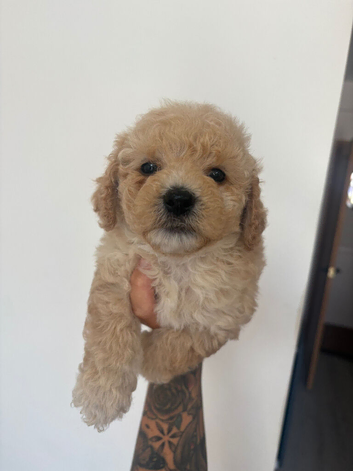 3 boys left. 5 weeks old