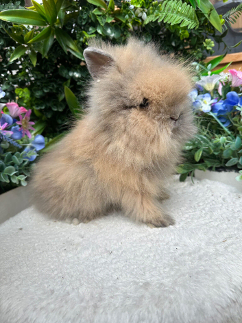 Stunning Lionhead Babys