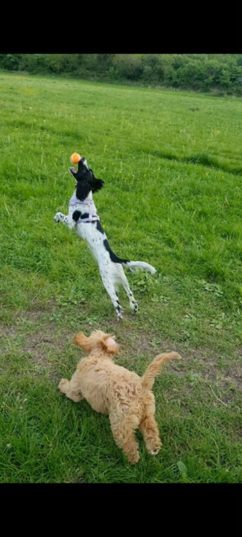 Cocker spaniel