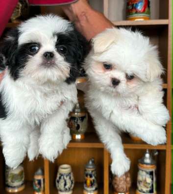 BEAUTIFULLY *PETITE* KOREAN MALTESE
