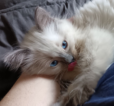 Beautiful male ragdoll kitten