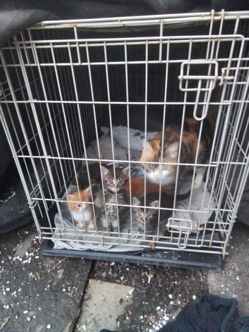 3 Bengal Mix Tabby Kittens & 2 Ginger & white kittens for sale