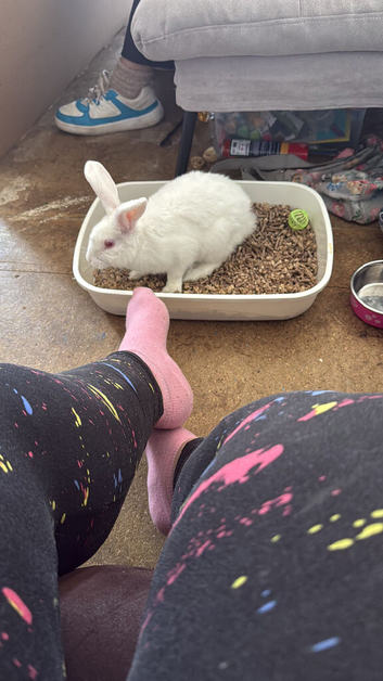 White bunny