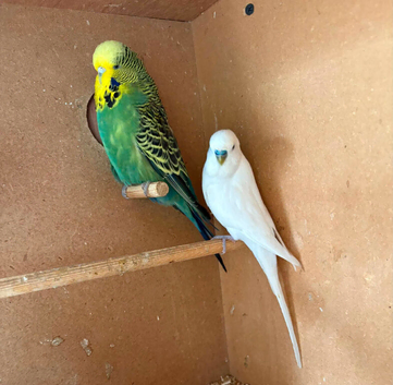 Breeding pair Budgies