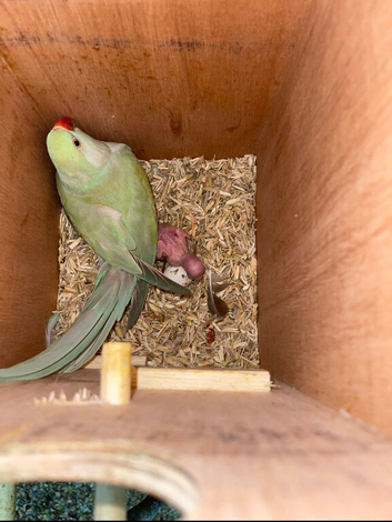 Proven pair of ringnecks