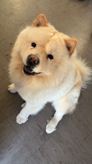Make chow chow
