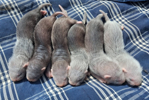 Stunning well handled Angora kits