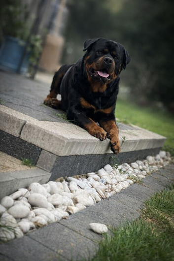 RKC Registered German Rottweiler Stud Available