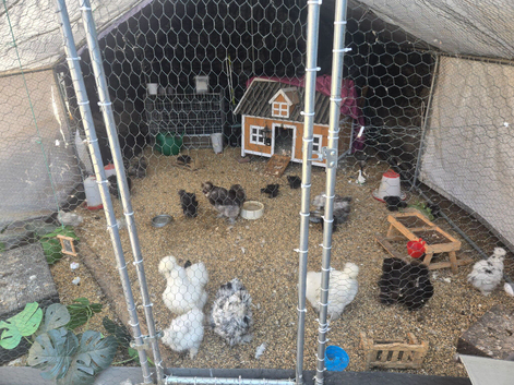 Unsexed silkie chicks from 5 weeks old