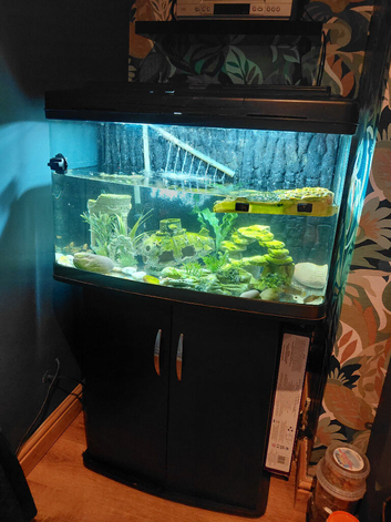 Male Map Turtle with large tank.