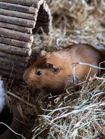 Sows looking for their forever homes