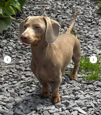 Miniature Dachshund for Stud