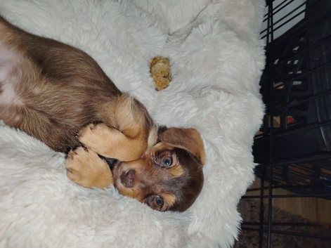 Toffee needs a loving family