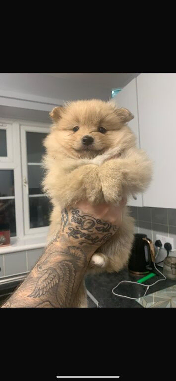 Pomeranian