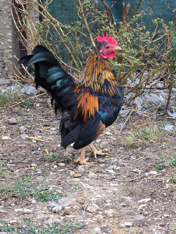 Serama Cockerels