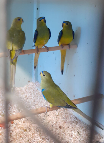 Baby Elegants