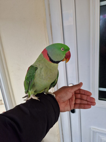 Super Tamed Alexanderian Parrot for