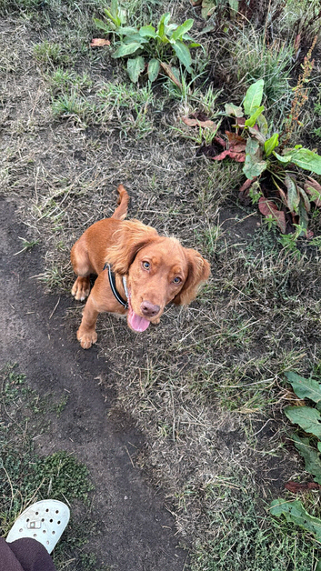 7month old pup