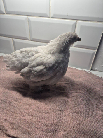 Pekin batam pullets and 1 game batam pullets