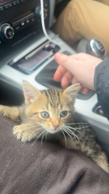 kitten
