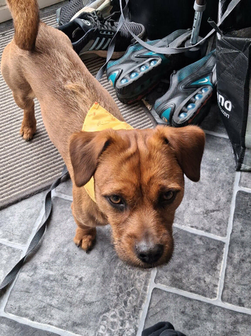 Patterdale terrier x Lakeland terrier