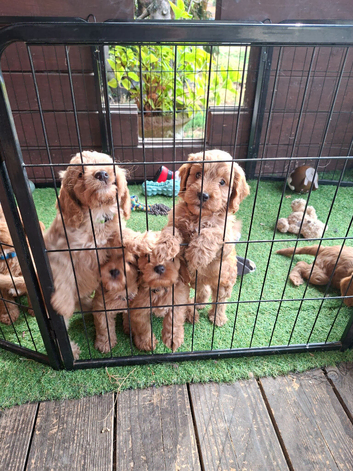 Stunning red F1 Cockapoo puppies