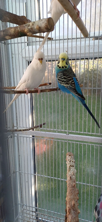 Bonded pair of budgies