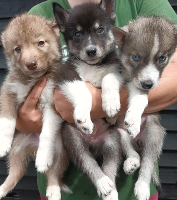 Pedigree Siberian Husky Puppies