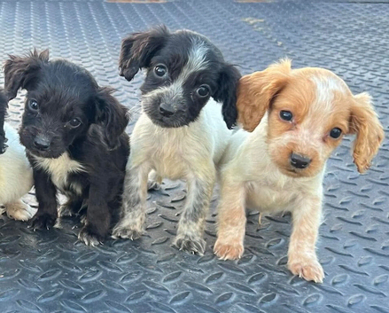 Working type cocker spaniels