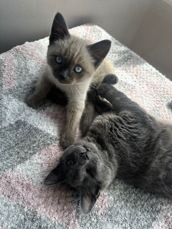 Male ragdoll