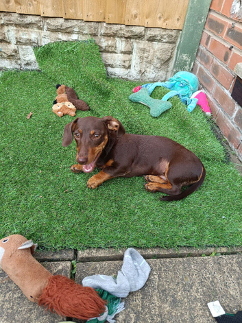 Doxie Puppy