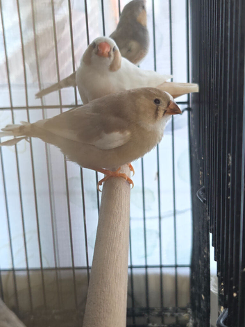 This year mixed young Zebra finches