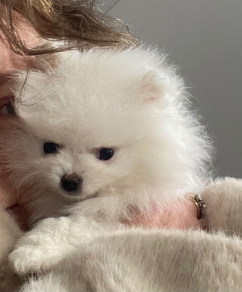 Beautiful White Pomeranians