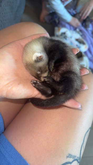Ferrets for sale