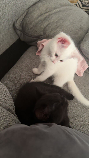 2 female kittens to go together