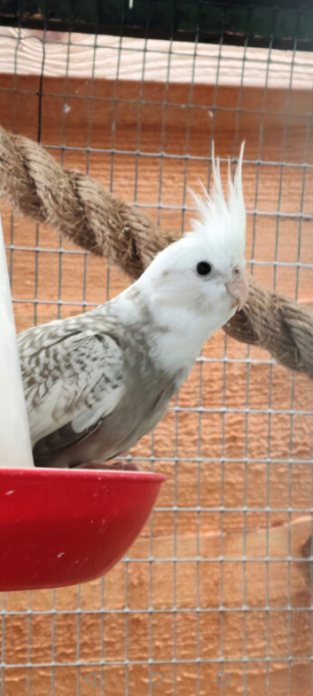 Male cockatiel