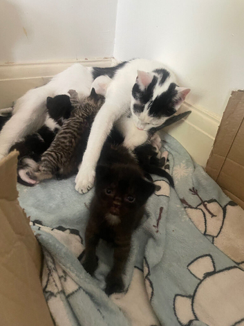 3 girl and 1 boy