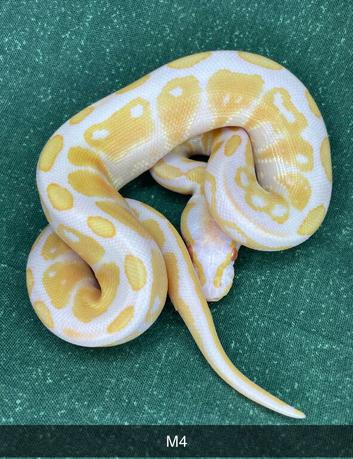 2026 hatchling ball pythons