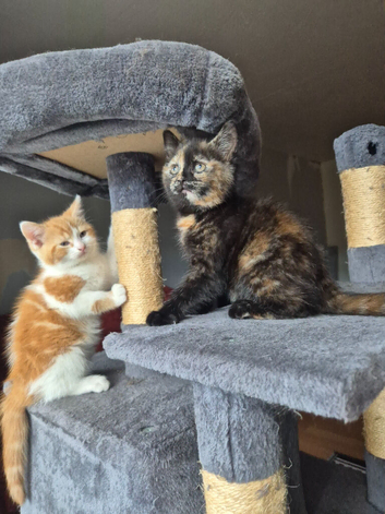 Kittens forsale