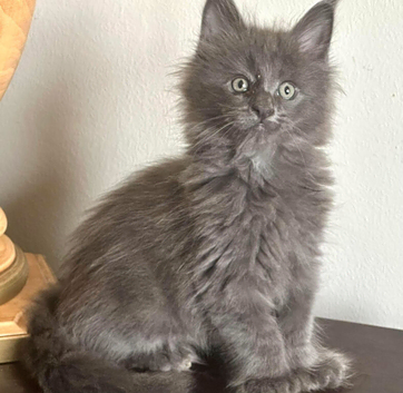 Polydactyl Maine Coon Boysv