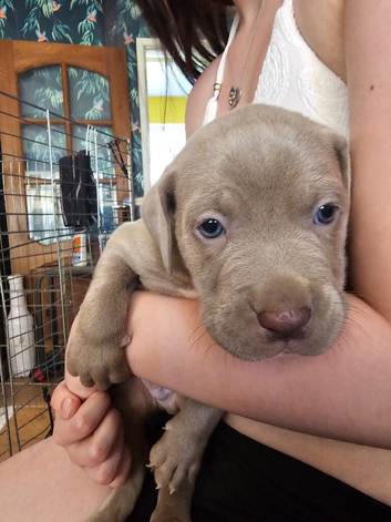 Only 2 boys remainimg cane corso x great dane puppies .