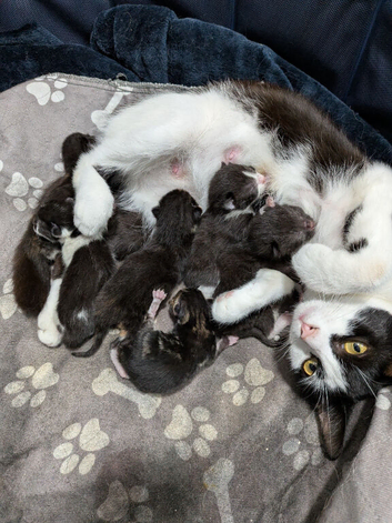 6 Adorable Kittens Looking for Forever Homes!