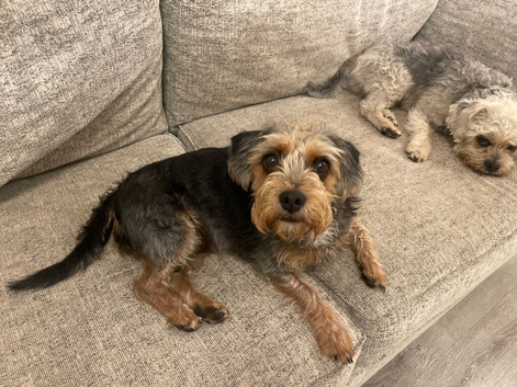 Female Jack Russell cross