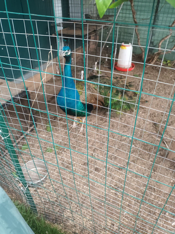 Peacocks