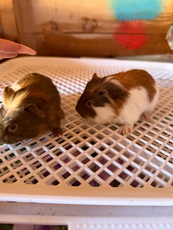 Multiple guinea pigs