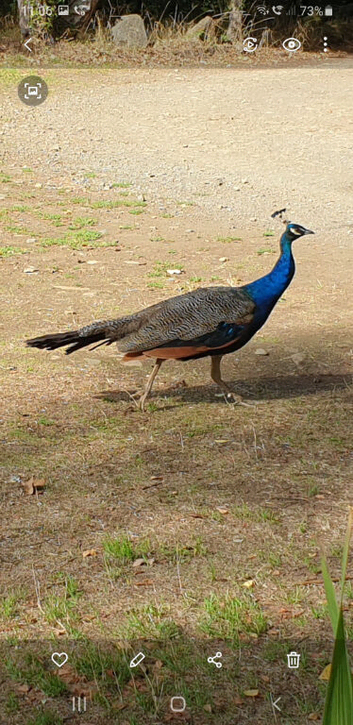 2025 indian blue cockbird